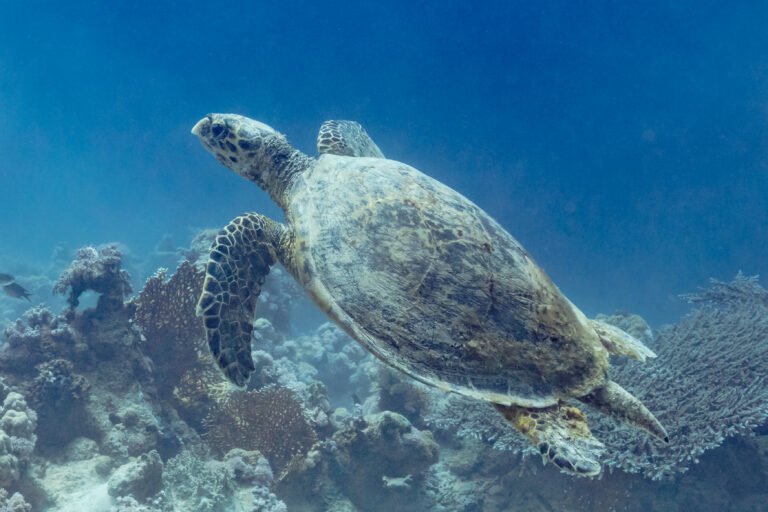 Hawksbill sea turtle swimming over the reef in Ras Mohammed National Park