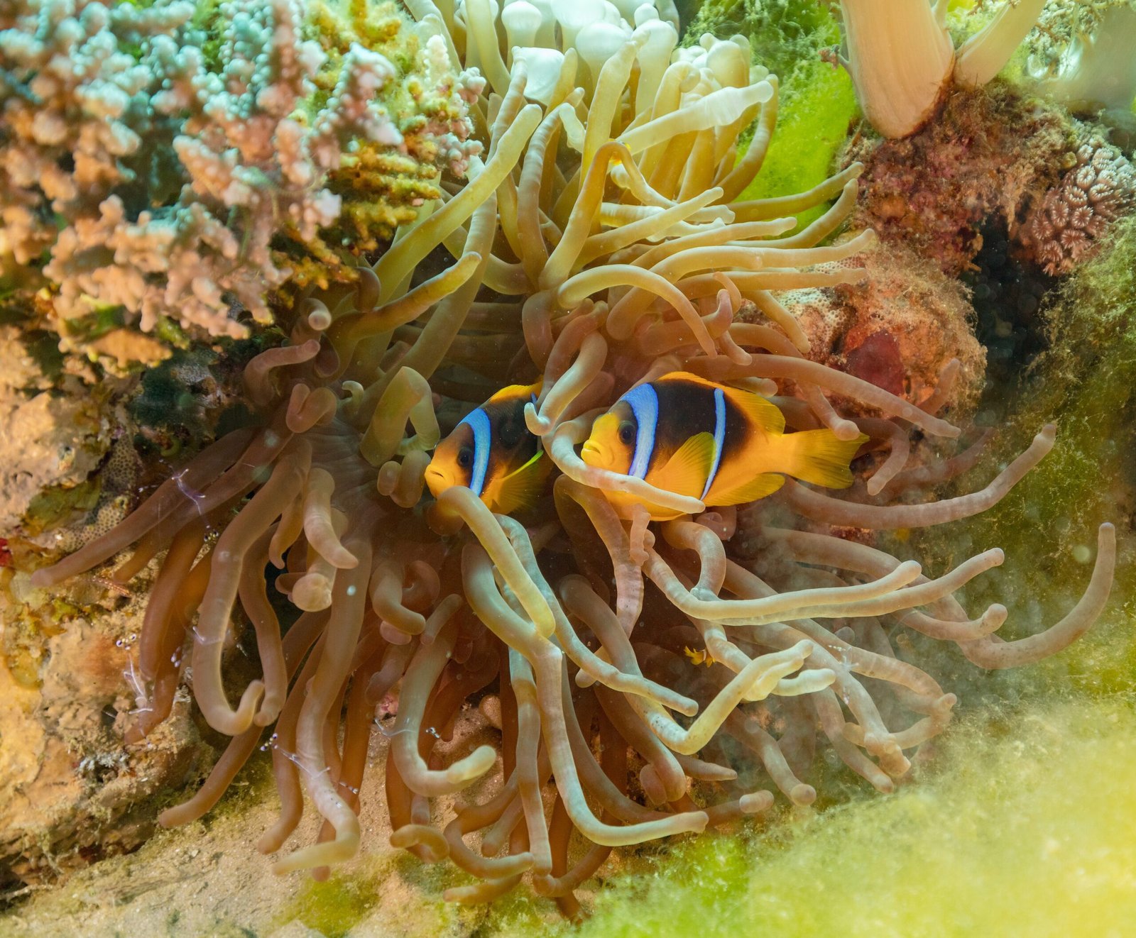 Two Red Sea clownfish in a sea anemone, Ras Mohammed National Park