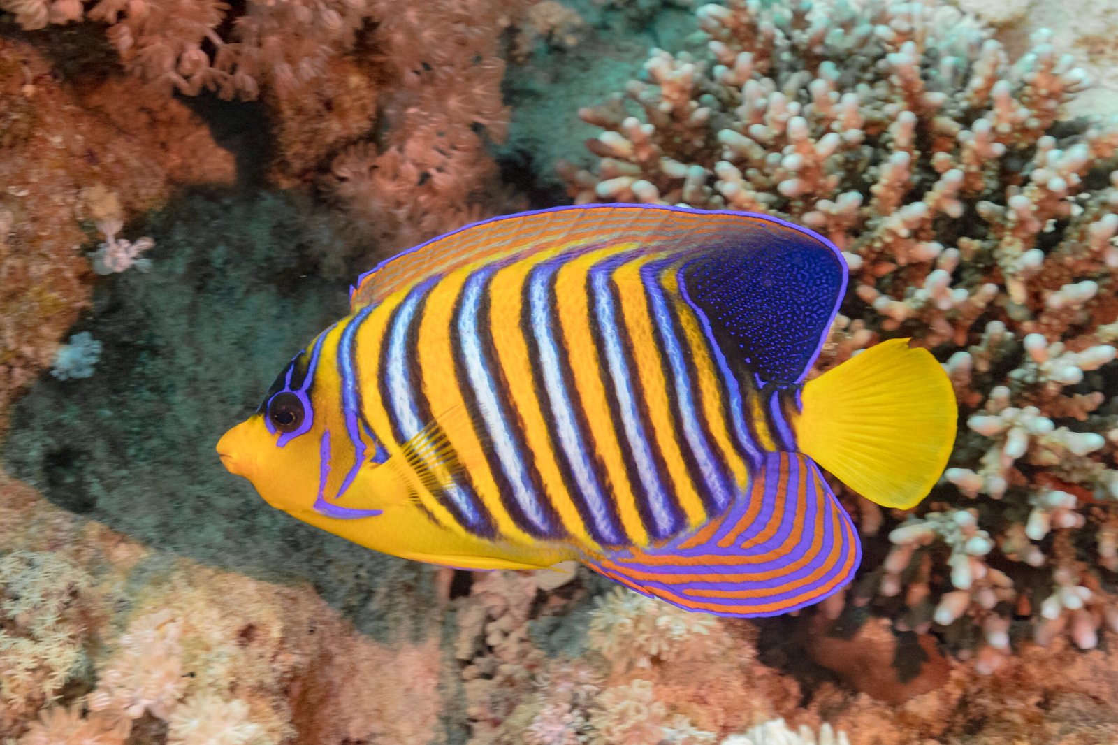 Royal angelfish beside hard coral in Ras Mohammed National Park