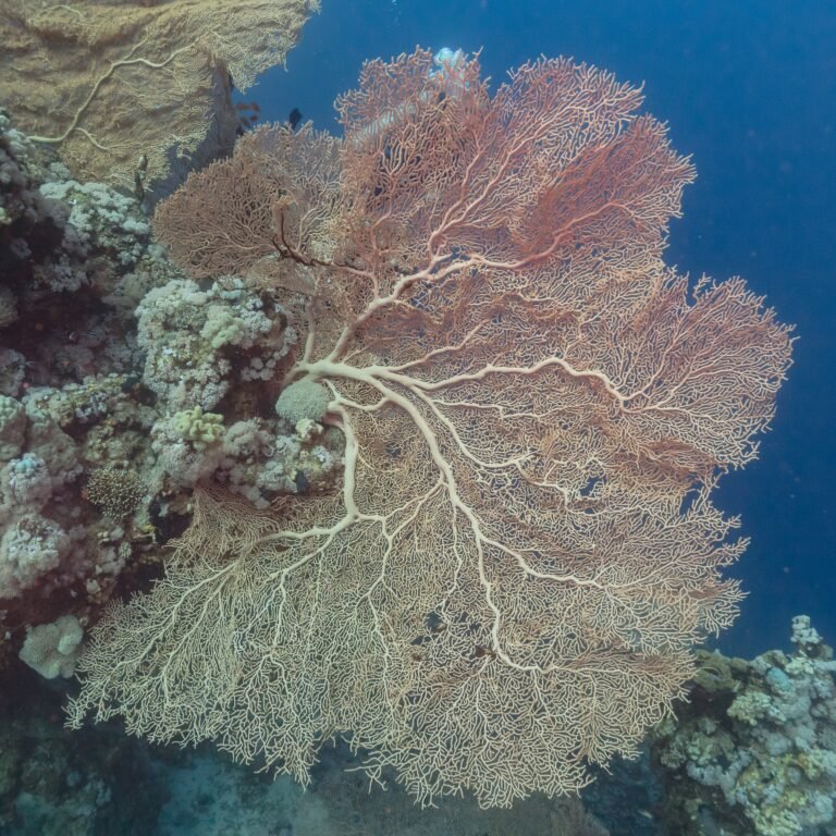 Large sea fan coral on the reef wall in Ras Mohammed National Park